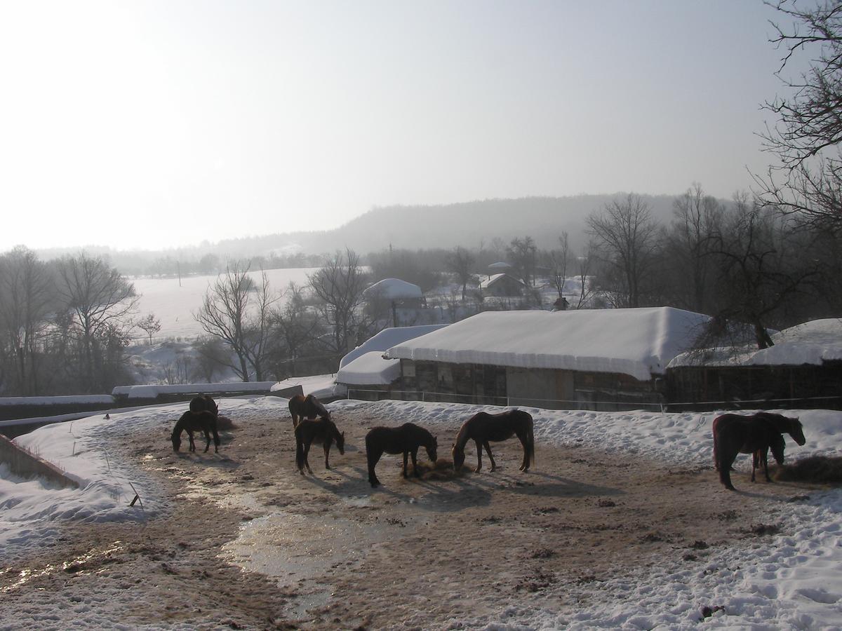 Ecopark Elena Hotel Kültér fotó